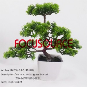 Dag me me Bonsai Tsob ntoo-HY256-D3-5-31-020